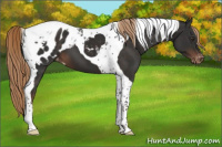 Horse Color:Liver Chestnut Tobiano Appaloosa