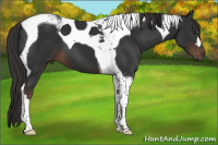 Horse Color:Liver Chestnut Tobiano 