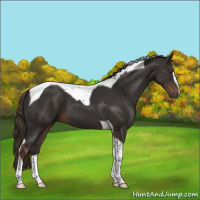 Horse Color:Liver Chestnut Sabino Tobiano 