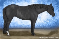 Horse Color:Black  and Black Rabicano 
