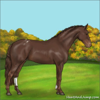 Horse Color:Liver Chestnut Appaloosa 