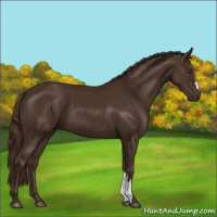 Horse Color:Liver Chestnut 