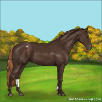 Horse Color:Liver Chestnut Appaloosa
