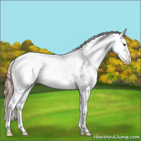 Horse Color:Liver Chestnut Sabino Splash Varnish 