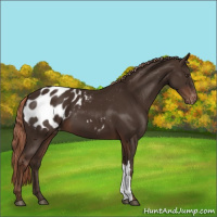 Horse Color:Liver Chestnut Appaloosa 