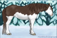 Horse Color:Liver Chestnut Splash