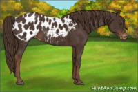 Horse Color:Liver Chestnut Appaloosa 