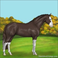 Horse Color:Liver Chestnut Sabino Splash