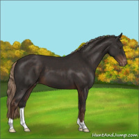 Horse Color:Liver Chestnut Appaloosa 