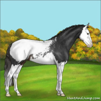 Horse Color:Liver Chestnut Splash Appaloosa Rabicano 