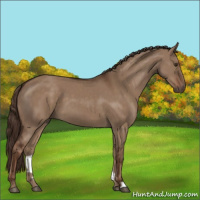 Horse Color:Liver Red Dun