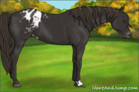 Horse Color:Liver Chestnut Appaloosa