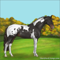Horse Color:Liver Chestnut Tobiano Appaloosa 