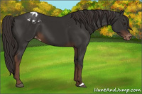 Horse Color:Liver Chestnut Appaloosa 