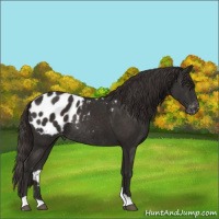 Horse Color:Liver Chestnut Appaloosa Rabicano