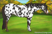 Horse Color:Liver Chestnut Appaloosa 