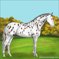 Horse Color:Liver Chestnut Splash Appaloosa 