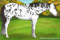 Horse Color:Liver Chestnut Splash Appaloosa 