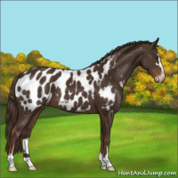 Horse Color:Liver Chestnut Sabino Appaloosa 