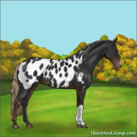 Horse Color:Liver Chestnut Appaloosa 