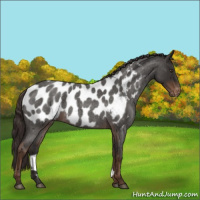Horse Color:Liver Red Roan Appaloosa 