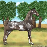 Horse Color:White Spotted Liver Red Roan 