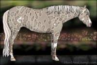 Horse Color:Silver Classic Champagne Ice Dun Splash Frame 