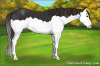 Horse Color:Liver Chestnut Splash Appaloosa 