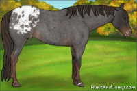 Horse Color:Liver Red Roan Appaloosa 