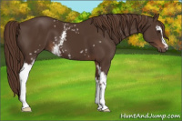 Horse Color:White Spotted Liver Chestnut 