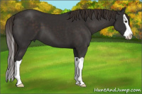 Horse Color:Liver Chestnut Splash 