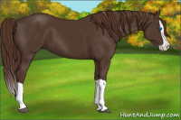 Horse Color:Liver Chestnut Splash
