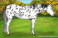 Horse Color:Liver Chestnut Splash Near Leopard Rabicano 