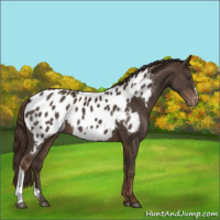 Horse Color:Liver Chestnut Appaloosa 