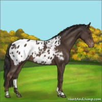 Horse Color:Liver Chestnut Appaloosa 