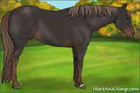 Horse Color:Liver Chestnut 