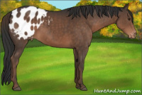 Horse Color:Liver Chestnut Appaloosa 