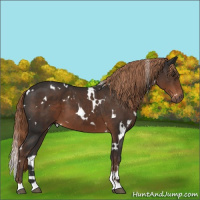 Horse Color:White Spotted Liver Chestnut 