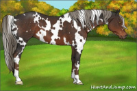 Horse Color:White Spotted Liver Chestnut 
