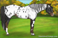 Horse Color:White Spotted Liver Chestnut Sabino Appaloosa 