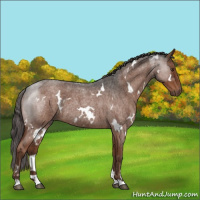 Horse Color:White Spotted Liver Red Roan 