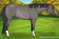 Horse Color:Smoky Grullo Roan Rabicano 