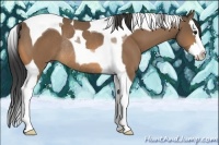Horse Color:Buckskin Splash Tobiano Rabicano