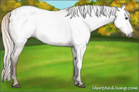 Horse Color:Gray Silver Buckskin Roan Appaloosa