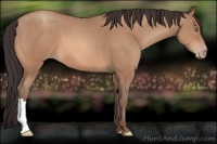 Horse Color:Sable Champagne 