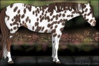 Horse Color:Liver Chestnut Tobiano Near Leopard Rabicano