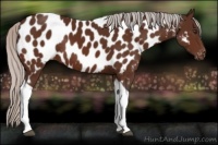Horse Color:Silver Brown Tobiano Appaloosa Rabicano