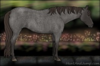 Horse Color:Liver Red Roan 