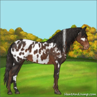 Horse Color:White Spotted Liver Chestnut Sabino Appaloosa 