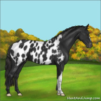 Horse Color:Liver Chestnut Appaloosa 